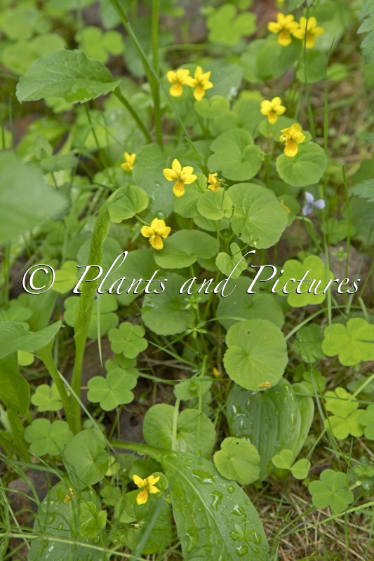 Viola biflora