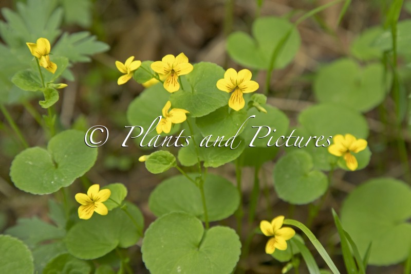 Viola biflora