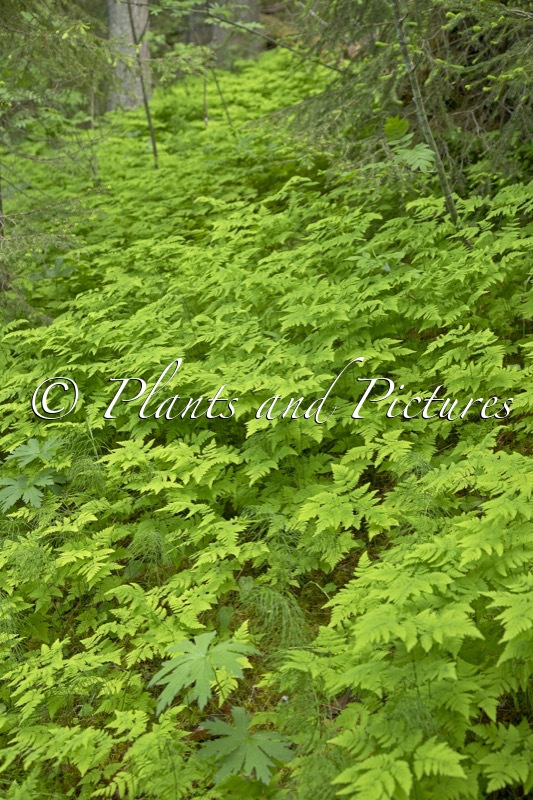Gymnocarpium dryopteris