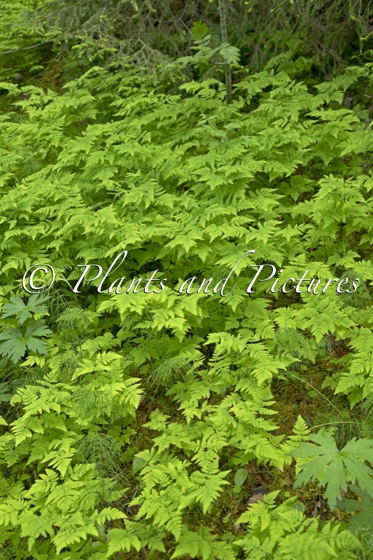 Gymnocarpium dryopteris