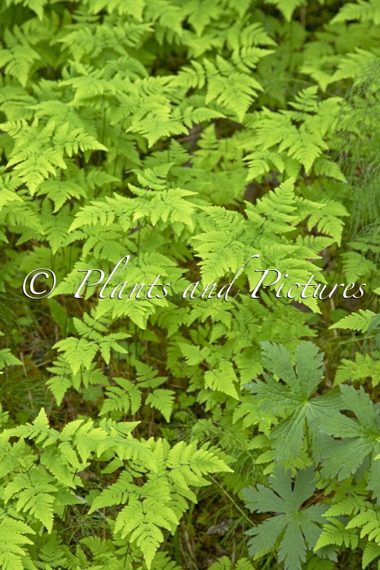 Gymnocarpium dryopteris