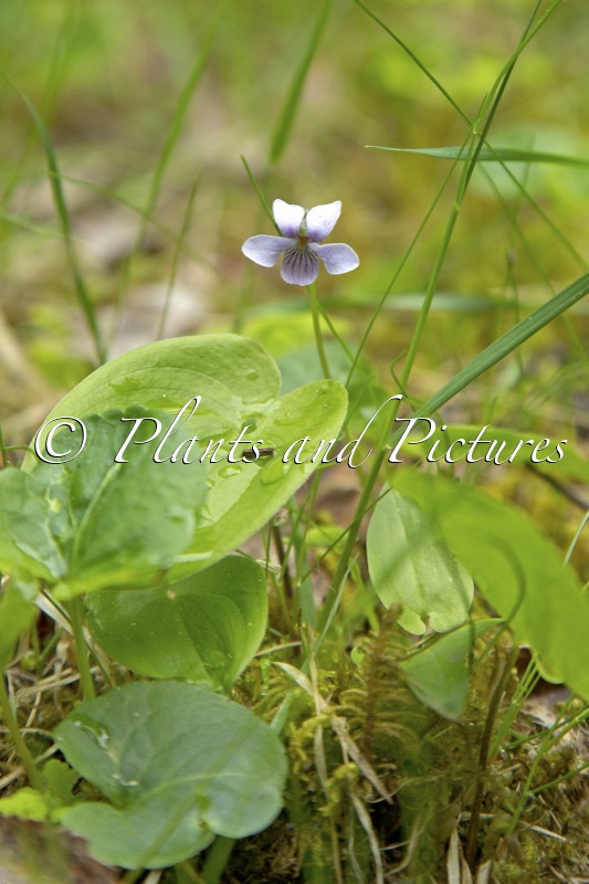 Viola palustris