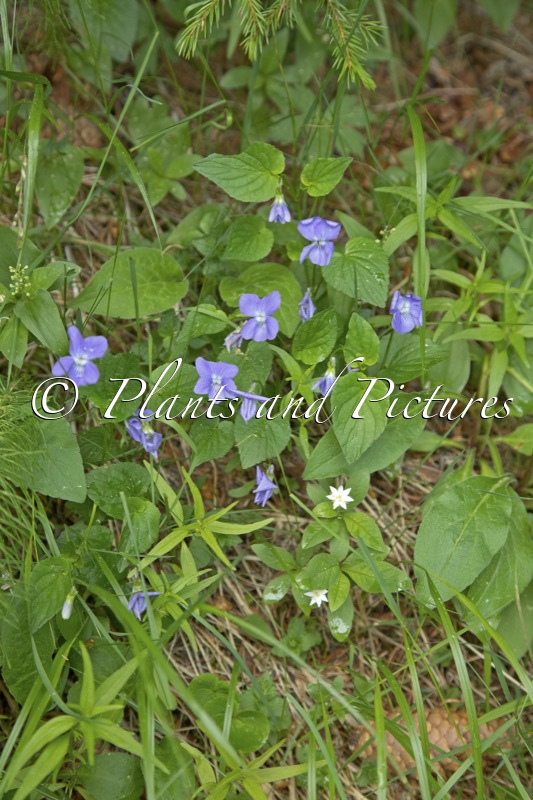 Viola canina