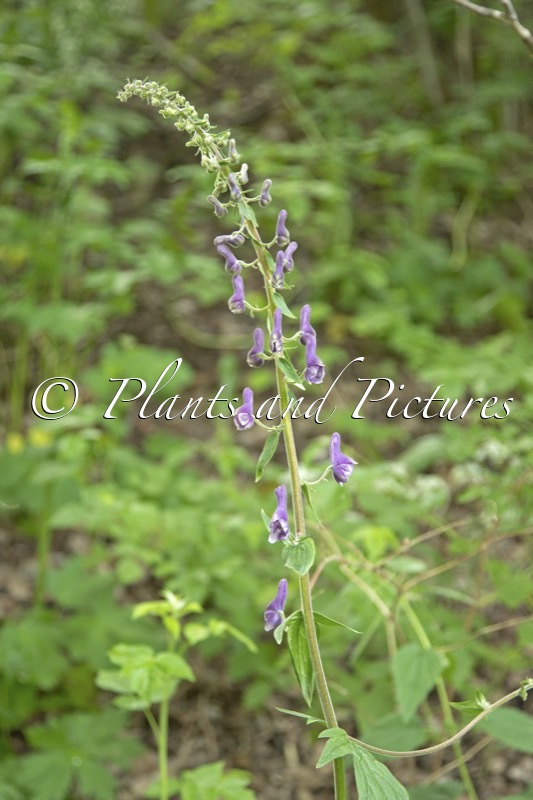 Aconitum lycoctonum