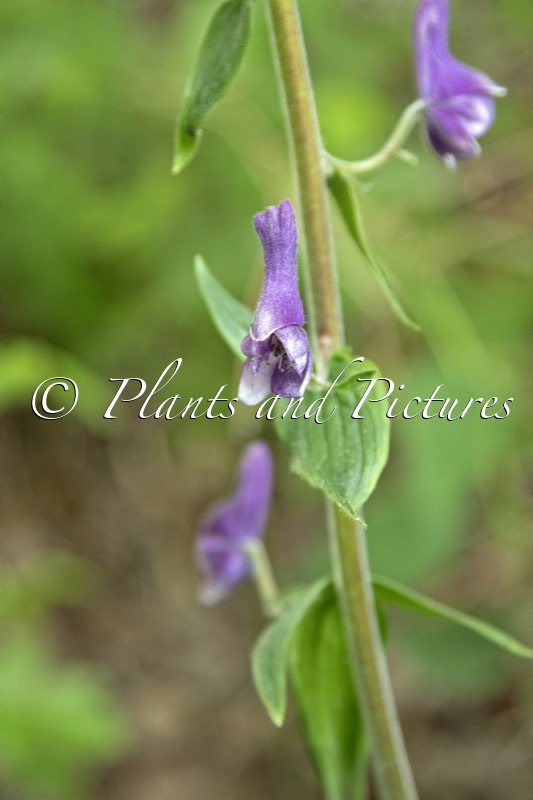 Aconitum lycoctonum