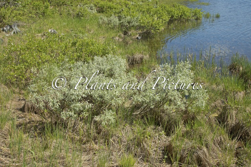 Salix lapponum