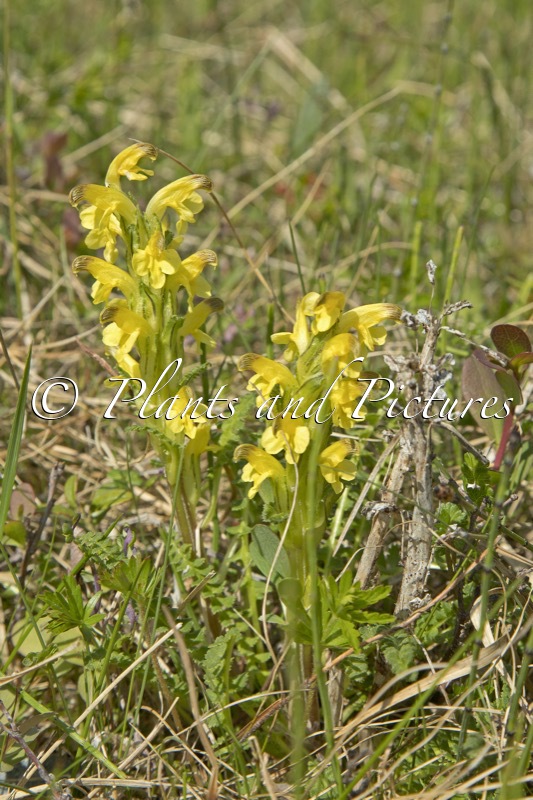 Pedicularis lapponica
