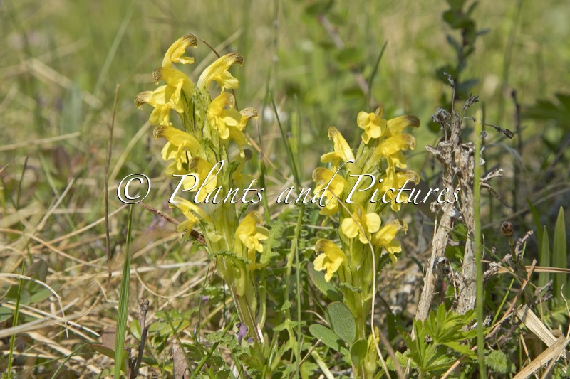 Pedicularis lapponica