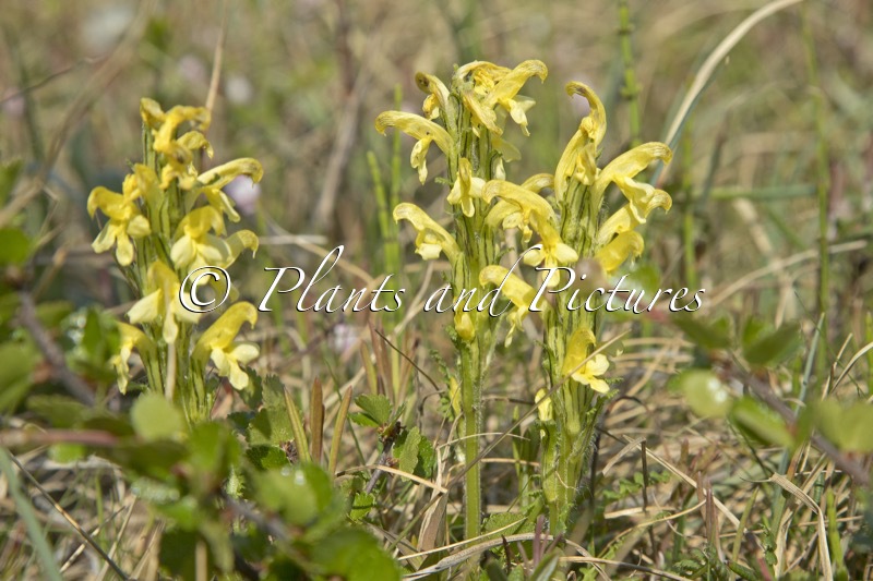 Pedicularis lapponica