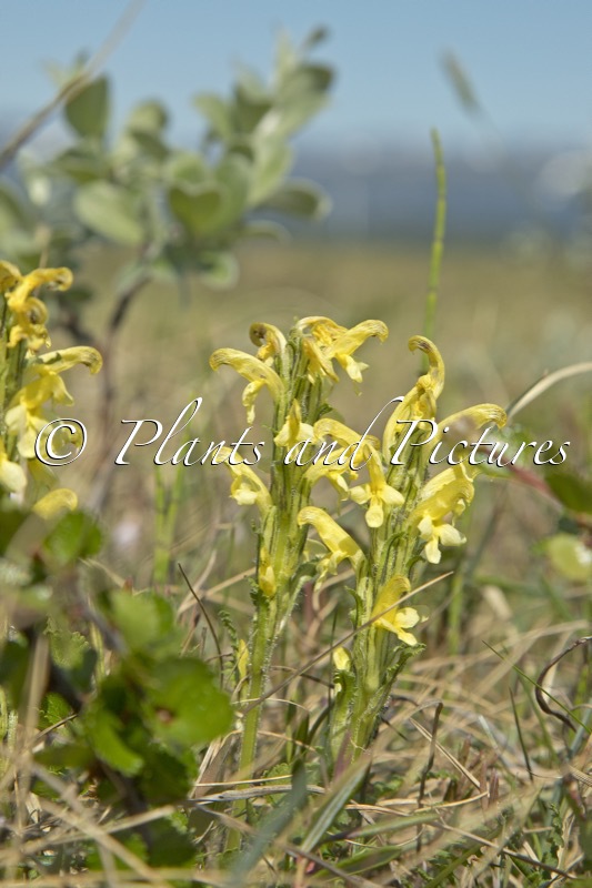 Pedicularis lapponica