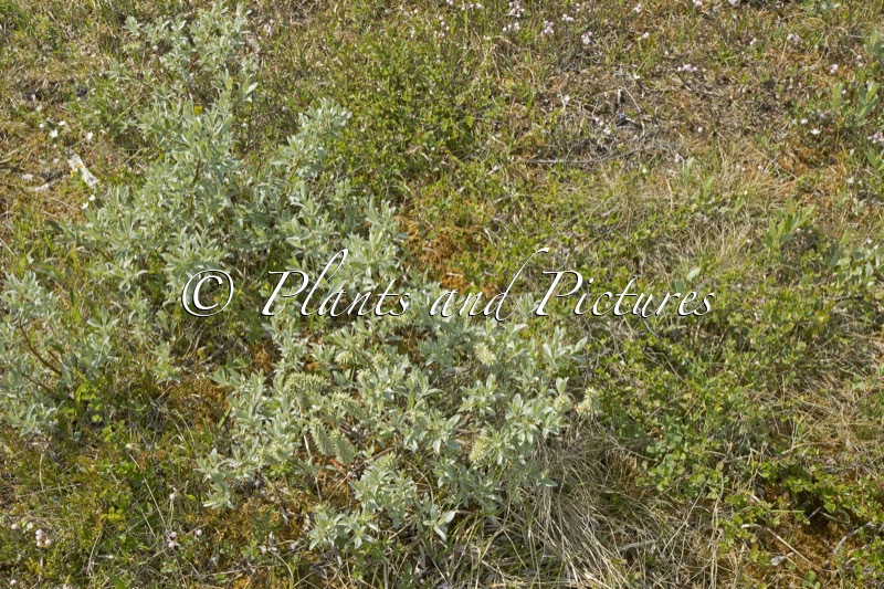 Salix lapponum (+Betula nana)