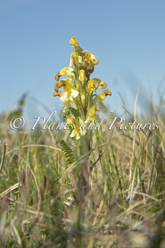 Pedicularis lapponica