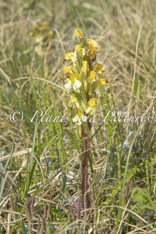 Pedicularis lapponica