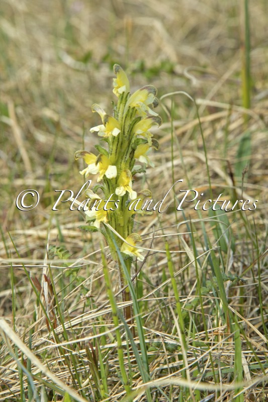 Pedicularis lapponica