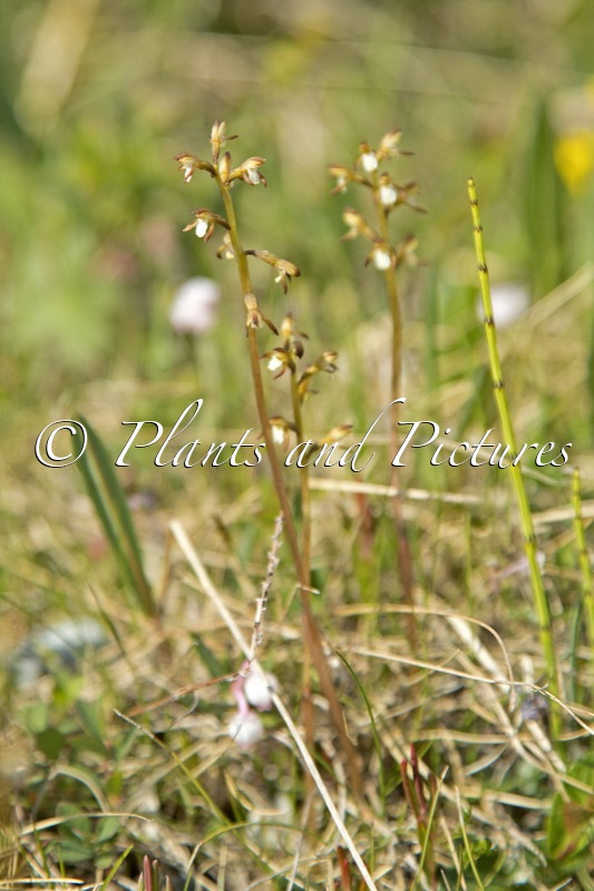 Corallorhiza trifida
