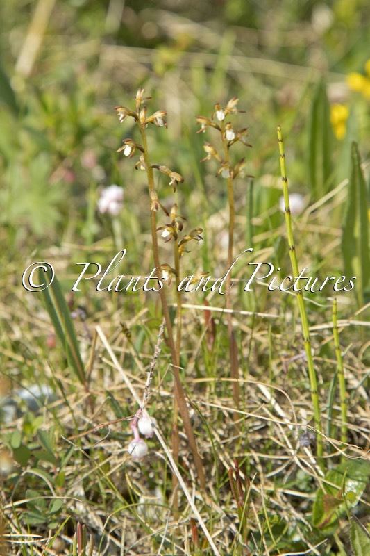 Corallorhiza trifida