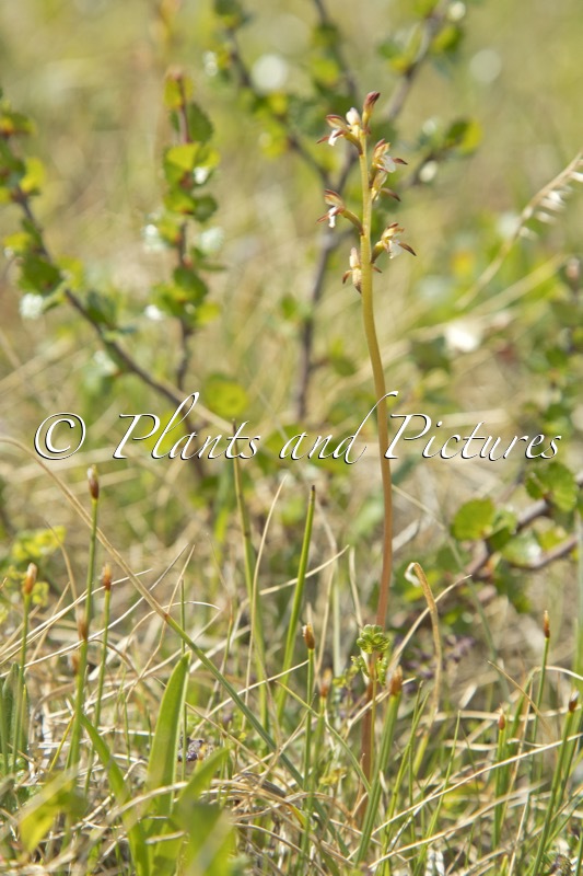 Corallorhiza trifida