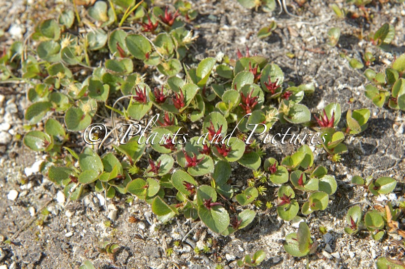 Salix herbacea