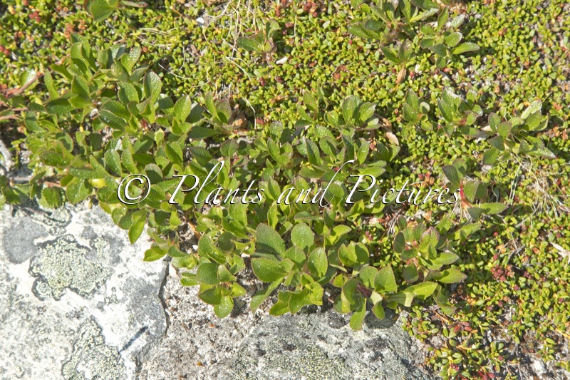 Arctostaphylos alpina