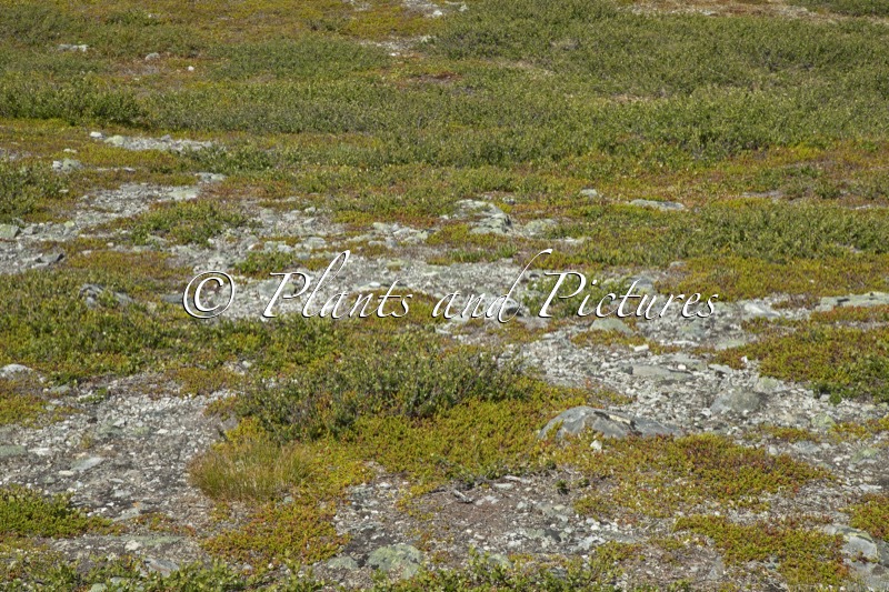 Betula nana (+Empetrum nigrum)