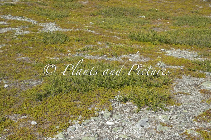 Betula nana (+Empetrum nigrum)