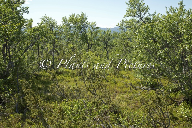 Betula pubescens var. pumila