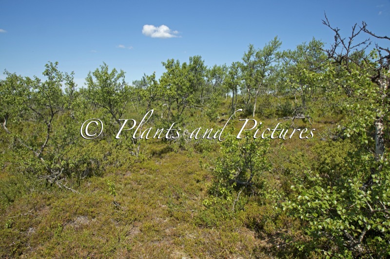 Betula pubescens var. pumila