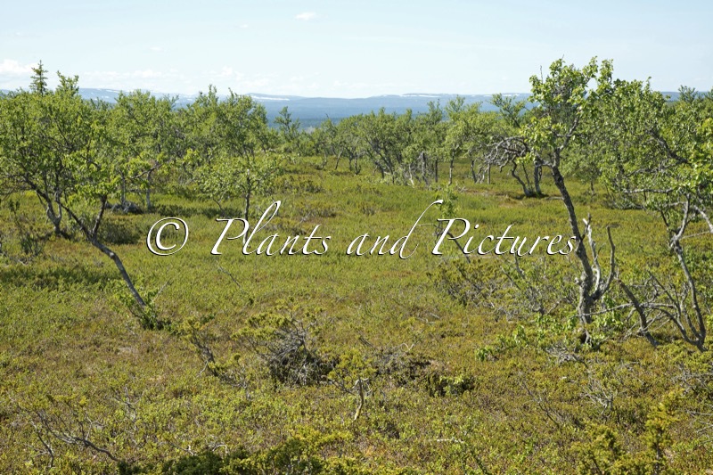Betula pubescens var. pumila