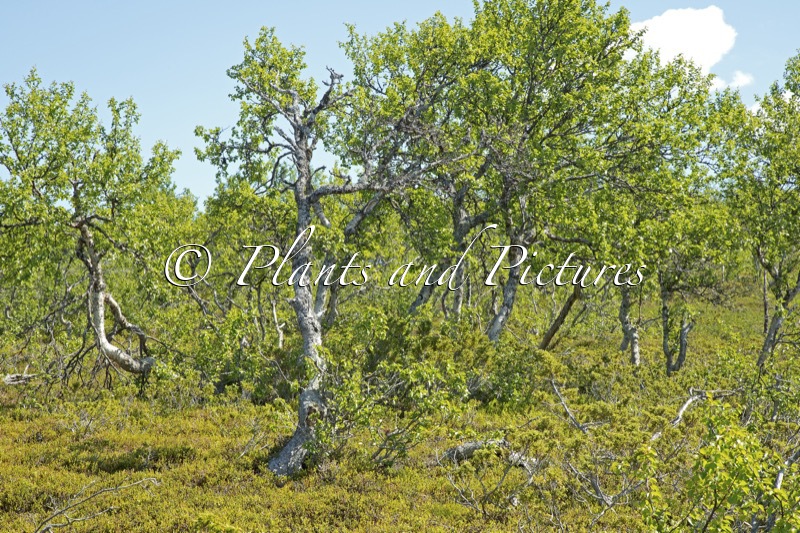 Betula pubescens var. pumila