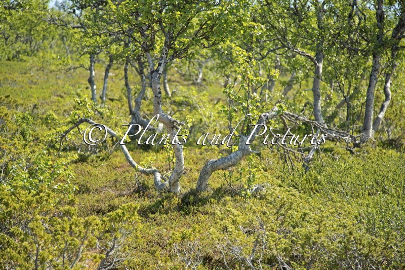 Betula pubescens var. pumila