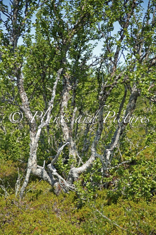 Betula pubescens var. pumila
