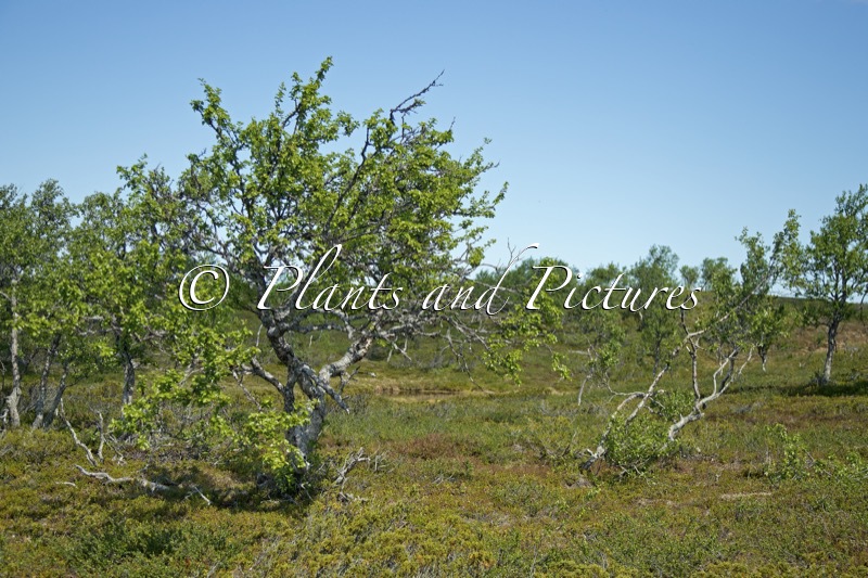 Betula pubescens var. pumila