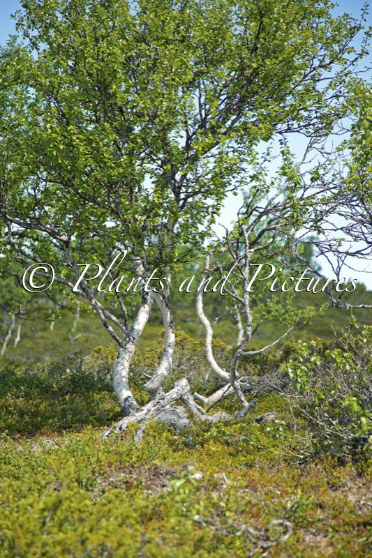 Betula pubescens var. pumila