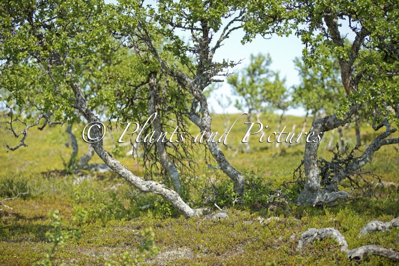 Betula pubescens var. pumila