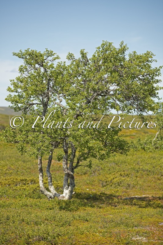 Betula pubescens var. pumila