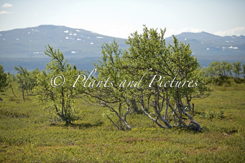 Betula pubescens var. pumila