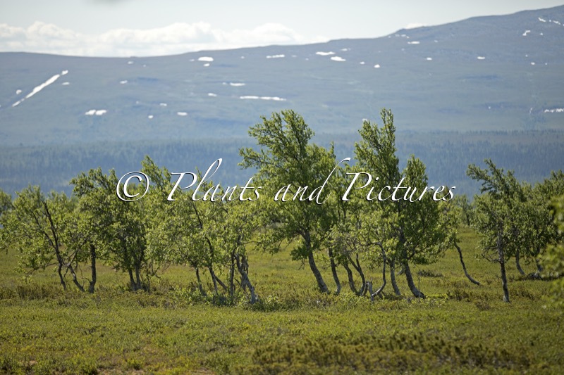 Betula pubescens var. pumila