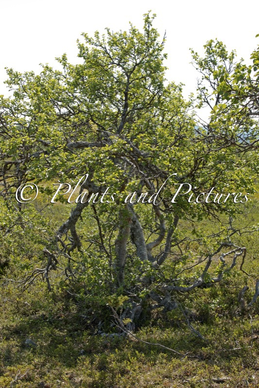 Betula pubescens var. pumila