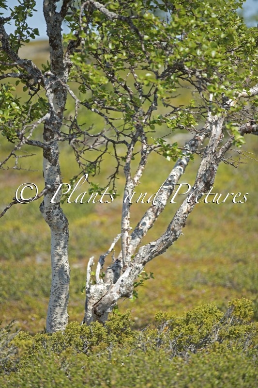 Betula pubescens var. pumila