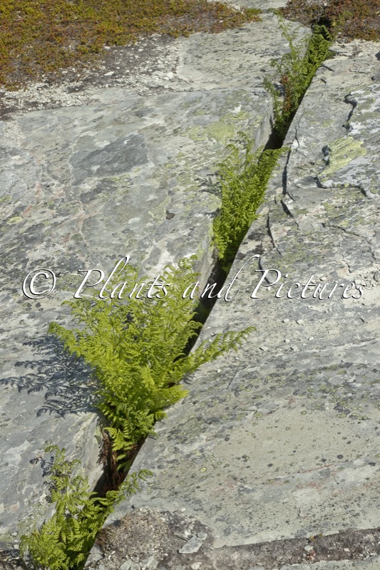 Athyrium distentifolium