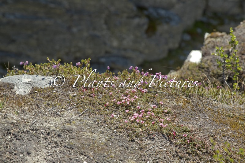 Kalmia procumbens (+Phyllodoce caerulea)
