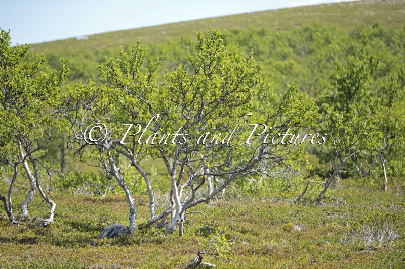 Betula pubescens var. pumila