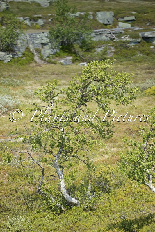 Betula pubescens var. pumila