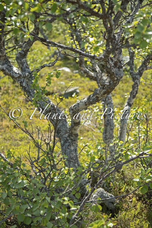 Betula pubescens var. pumila