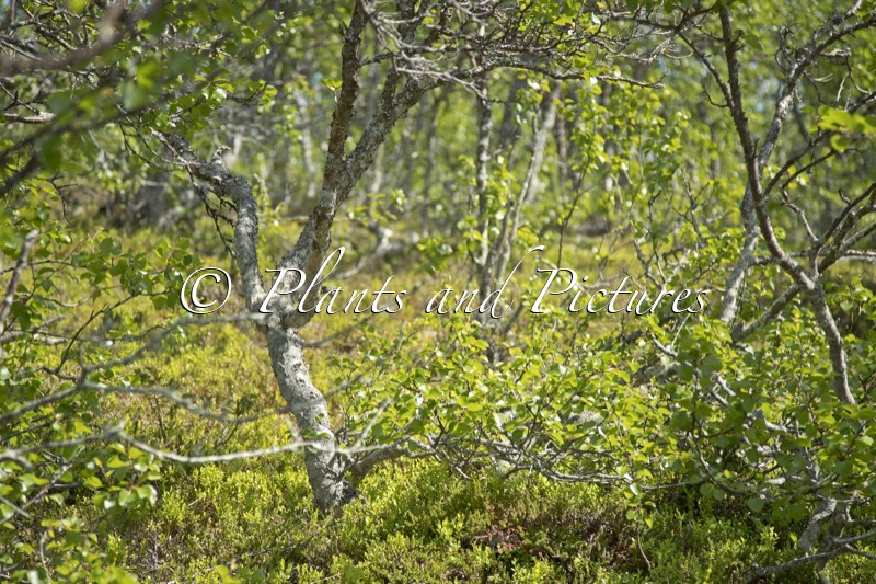 Betula pubescens var. pumila