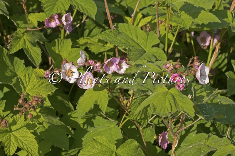 Rubus odoratus