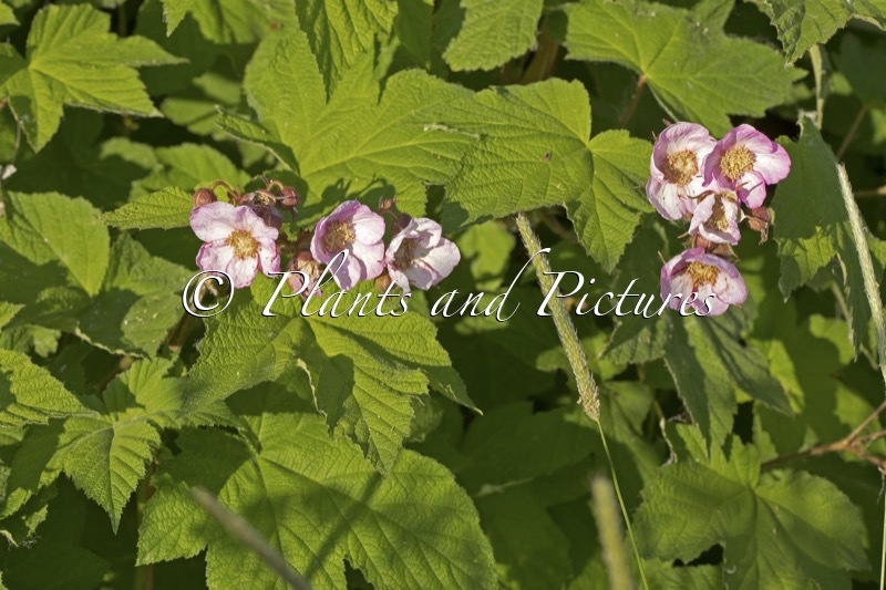Rubus odoratus
