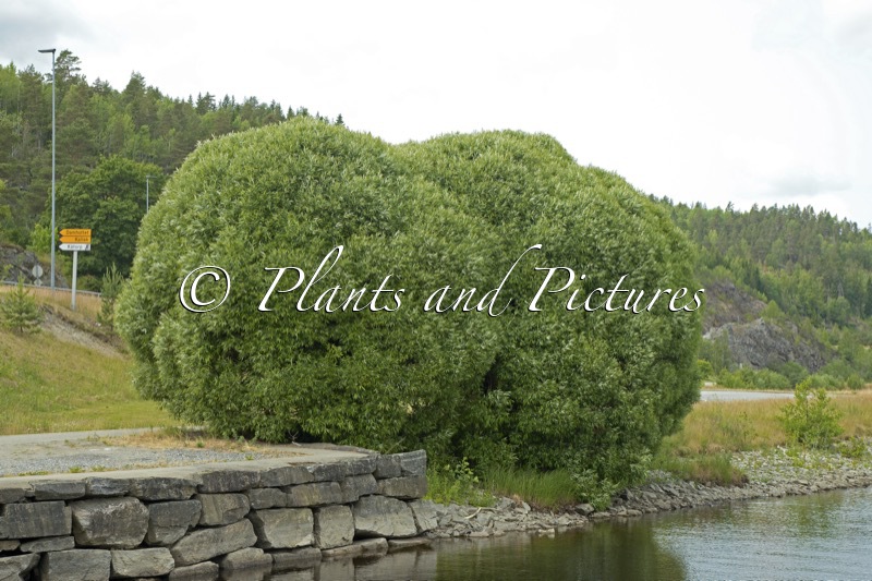 Salix rubens ‘Bullata’