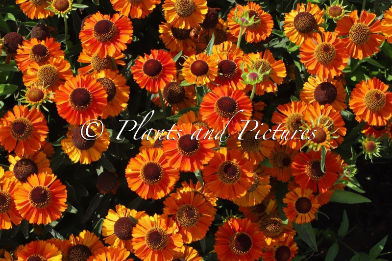 Helenium ‘Short and Sassy’