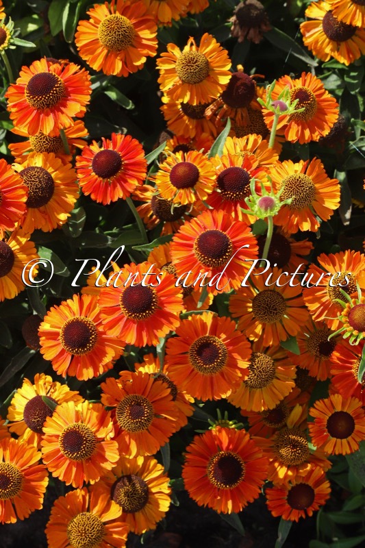 Helenium ‘Short and Sassy’